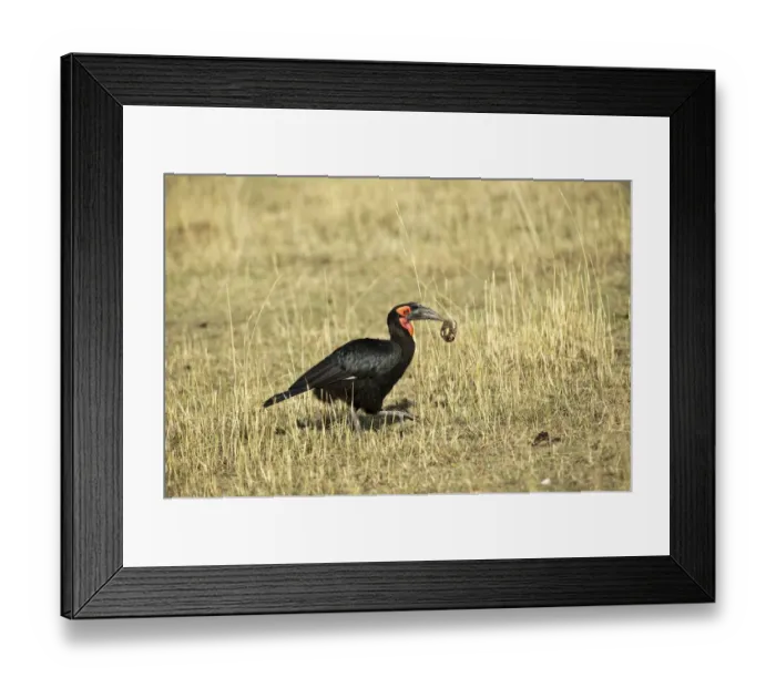 Framed Print : Southern Ground Hornbill -Bucorvus leadbeateri- with turtle in its beak, Msai Mara, Kenya Framed Print : Southern Ground Hornbill -Bucorvus leadbeateri- with turtle in its beak, Msai Mara, Kenya