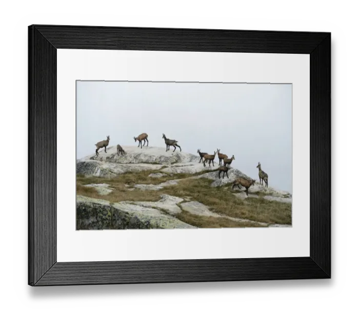 Framed Print : Herd of chamois -Rupicapra rupicapra- standing on a rocky outcrop, Valais, Switzerland, Europe Framed Print : Herd of chamois -Rupicapra rupicapra- standing on a rocky outcrop, Valais, Switzerland, Europe