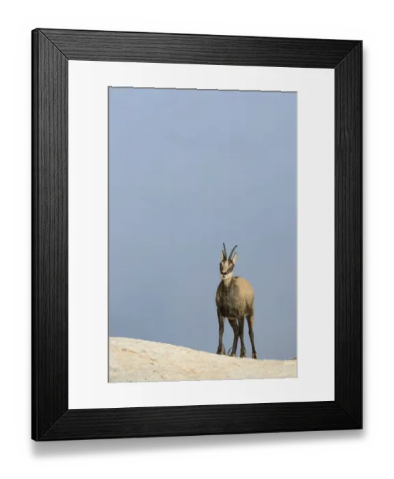 Framed Print : Chamois -Rupicapra rupicapra-, female, Valais, Switzerland, Europe Framed Print : Chamois -Rupicapra rupicapra-, female, Valais, Switzerland, Europe
