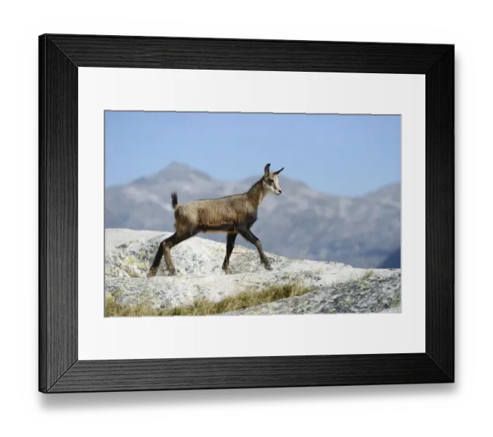 Framed Print : Young chamois -Rupicapra rupicapra- jumping on rocks, Valais, Switzerland, Europe Framed Print : Young chamois -Rupicapra rupicapra- jumping on rocks, Valais, Switzerland, Europe
