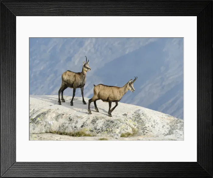 Framed Print : Chamois -Rupicapra rupicapra- standing on rocks, Valais, Switzerland, Europe Framed Print : Chamois -Rupicapra rupicapra- standing on rocks, Valais, Switzerland, Europe