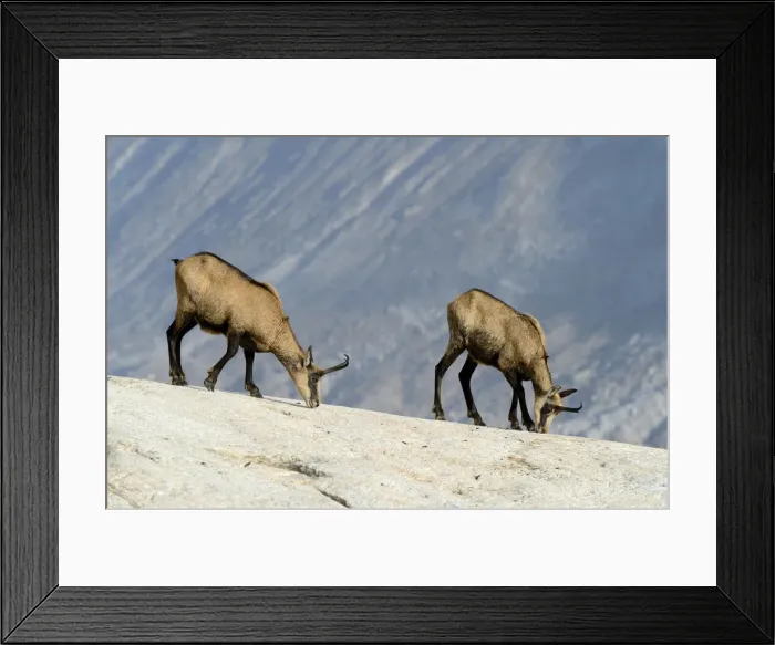 Framed Print : Chamois -Rupicapra rupicapra- licking off mineral salts, Valais, Switzerland, Europe