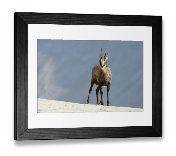 Framed Print : Chamois -Rupicapra rupicapra-, Valais, Switzerland, Europe Framed Print : Chamois -Rupicapra rupicapra-, Valais, Switzerland, Europe