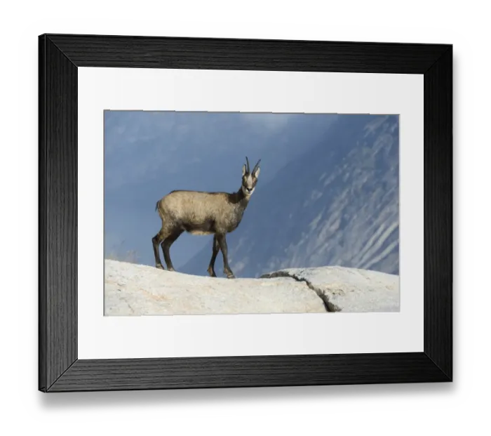 Framed Print : Chamois -Rupicapra rupicapra-, female, in winter coat, Valais, Switzerland, Europe Framed Print : Chamois -Rupicapra rupicapra-, female, in winter coat, Valais, Switzerland, Europe