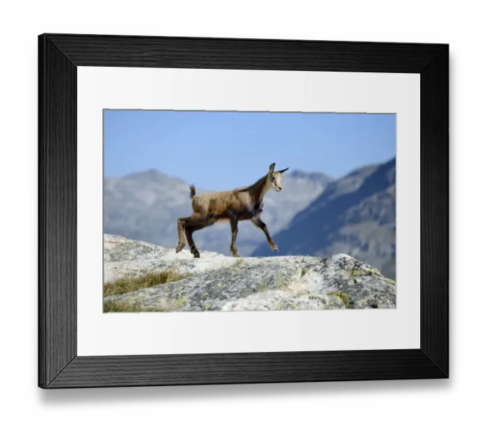 Framed Print : Young chamois -Rupicapra rupicapra- jumping on rocks, Valais, Switzerland, Europe Framed Print : Young chamois -Rupicapra rupicapra- jumping on rocks, Valais, Switzerland, Europe