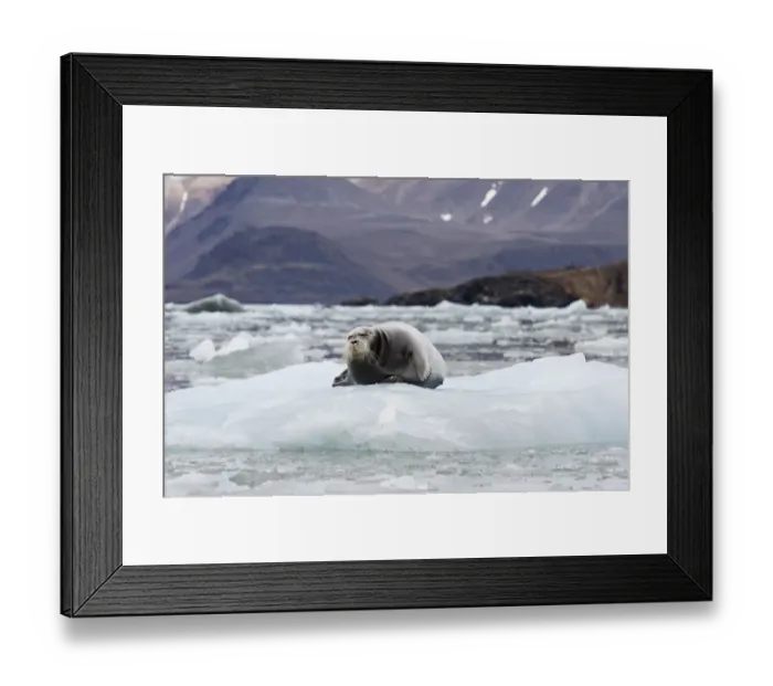 Framed Print : Bearded Seal -Erignathus barbatus- on Fjortende Julibreen, Fjortende Julibukta, Spitsbergen Island, Svalbard Archipelago, Svalbard and Jan Mayen, Norway Framed Print : Bearded Seal -Erignathus barbatus- on Fjortende Julibreen, Fjortende Julibukta, Spitsbergen Island, Svalbard Archipelago, Svalbard and Jan Mayen, Norway