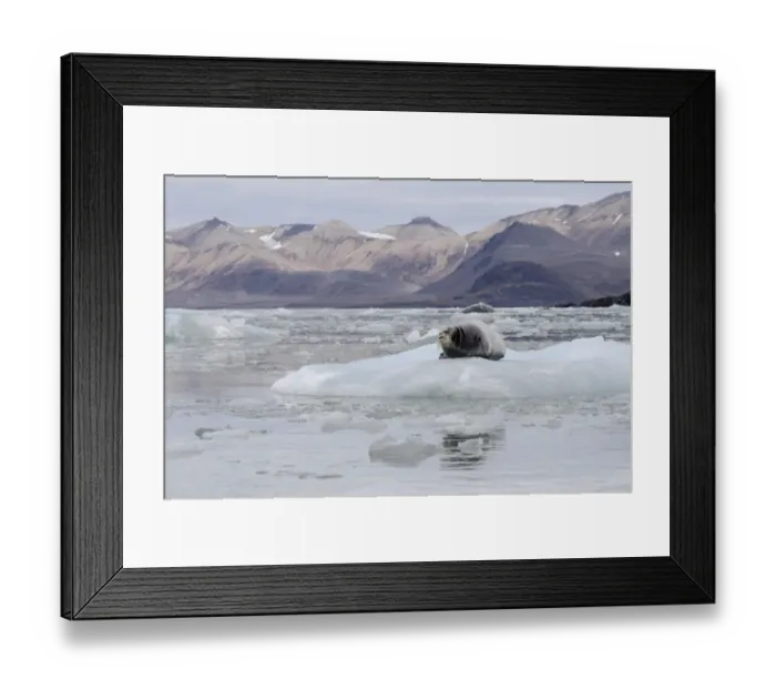 Framed Print : Bearded Seal -Erignathus barbatus- in Fjortende Julibreen, Fjortende Julibukta, Spitsbergen Island, Svalbard Archipelago, Svalbard and Jan Mayen, Norway Framed Print : Bearded Seal -Erignathus barbatus- in Fjortende Julibreen, Fjortende Julibukta, Spitsbergen Island, Svalbard Archipelago, Svalbard and Jan Mayen, Norway
