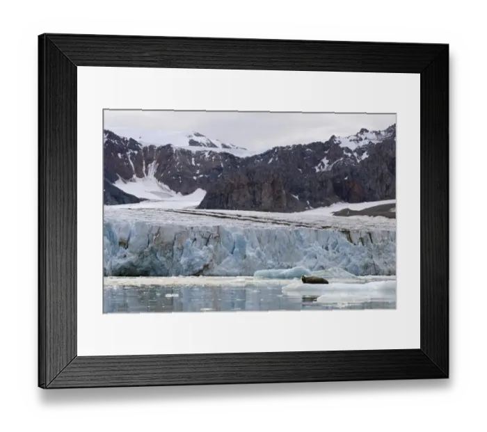 Framed Print : Bearded Seal -Erignathus barbatus- in Fjortende Julibreen, Fjortende Julibukta, Spitsbergen Island, Svalbard Archipelago, Svalbard and Jan Mayen, Norway Framed Print : Bearded Seal -Erignathus barbatus- in Fjortende Julibreen, Fjortende Julibukta, Spitsbergen Island, Svalbard Archipelago, Svalbard and Jan Mayen, Norway