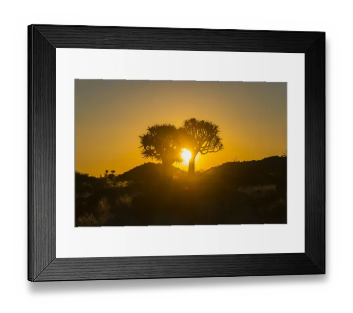 Framed Print : Quiver trees -Aloe dichotoma- at sunset, near Keetmanshoop, Namibia Framed Print : Quiver trees -Aloe dichotoma- at sunset, near Keetmanshoop, Namibia