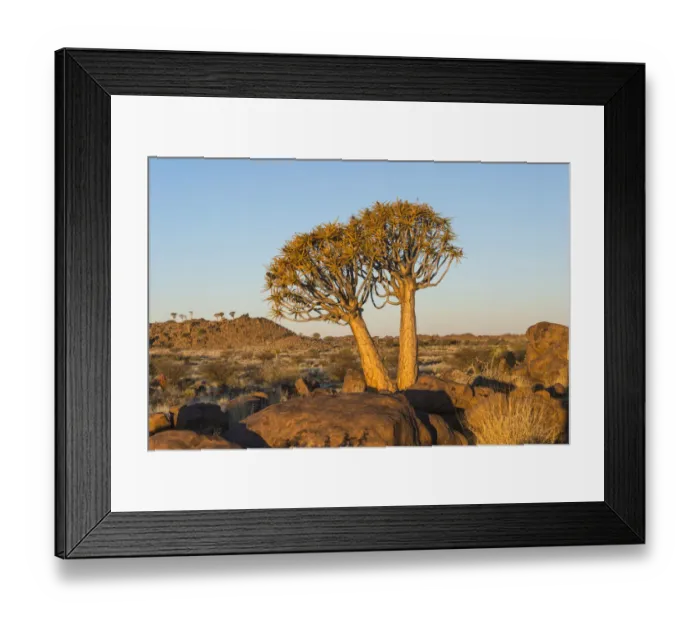 Framed Print : Quiver trees -Aloe dichotoma-, near Keetmanshoop, Namibia