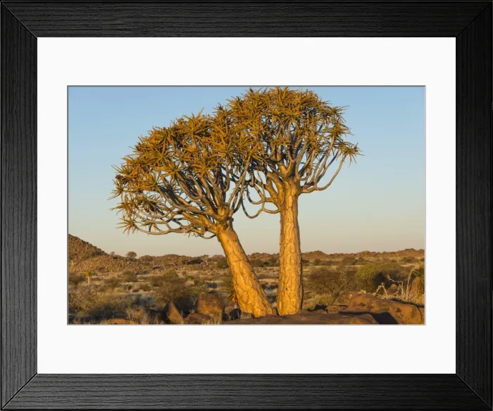 Framed Print : Quiver trees -Aloe dichotoma-, near Keetmanshoop, Namibia Framed Print : Quiver trees -Aloe dichotoma-, near Keetmanshoop, Namibia