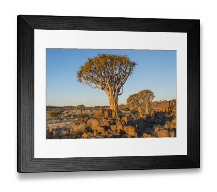 Framed Print : Quiver tree -Aloe dichotoma-, near Keetmanshoop, Namibia Framed Print : Quiver tree -Aloe dichotoma-, near Keetmanshoop, Namibia