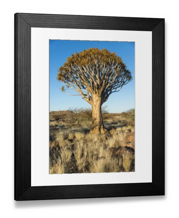 Framed Print : Quiver tree -Aloe dichotoma-, near Keetmanshoop, Namibia Framed Print : Quiver tree -Aloe dichotoma-, near Keetmanshoop, Namibia