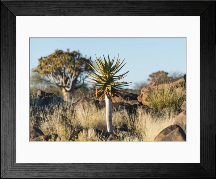 Framed Print : Quiver tree -Aloe dichotoma-, near Keetmanshoop, Namibia Framed Print : Quiver tree -Aloe dichotoma-, near Keetmanshoop, Namibia