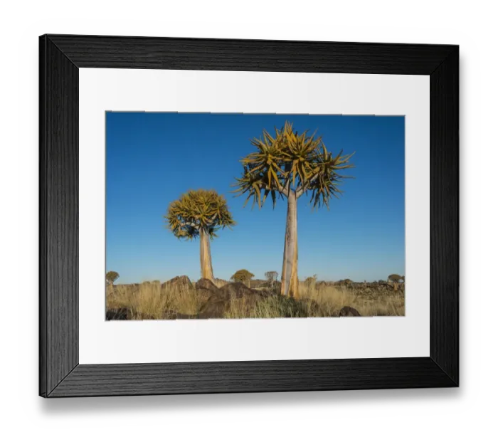 Framed Print : Quiver trees -Aloe dichotoma-, near Keetmanshoop, Namibia Framed Print : Quiver trees -Aloe dichotoma-, near Keetmanshoop, Namibia