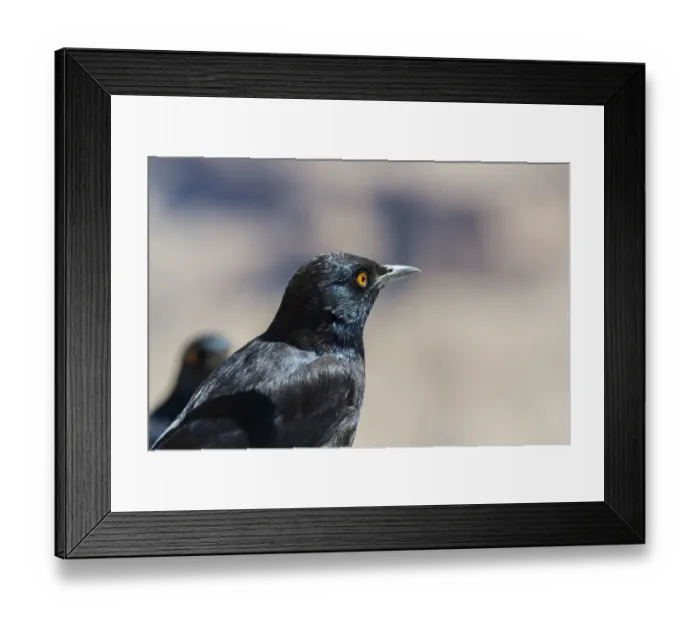 Framed Print : Pale-winged Starling -Onychognathus nabouroup-, Fish River Canyon, Namibia Framed Print : Pale-winged Starling -Onychognathus nabouroup-, Fish River Canyon, Namibia
