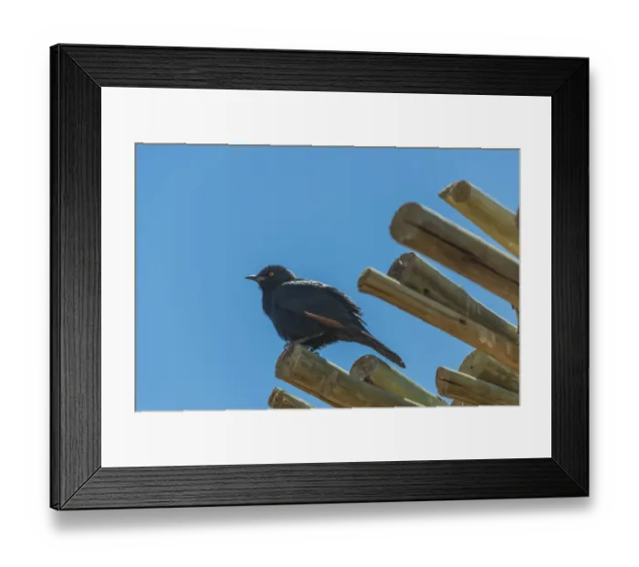 Framed Print : Pale-winged Starling -Onychognathus nabouroup- on bamboo, Fish River Canyon, Namibia Framed Print : Pale-winged Starling -Onychognathus nabouroup- on bamboo, Fish River Canyon, Namibia