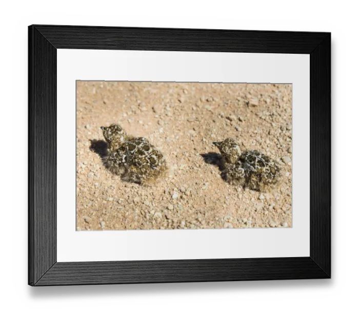 Framed Print : Quail -Coturnix coturnix-, two chicks sitting on a gravel road, Namibia Framed Print : Quail -Coturnix coturnix-, two chicks sitting on a gravel road, Namibia