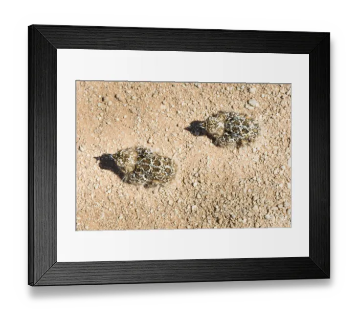 Framed Print : Quail -Coturnix coturnix-, two chicks sitting on a gravel road, Namibia Framed Print : Quail -Coturnix coturnix-, two chicks sitting on a gravel road, Namibia