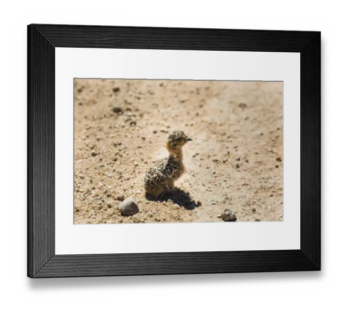 Framed Print : Quail -Coturnix coturnix- chick sitting on gravel road, Namibia Framed Print : Quail -Coturnix coturnix- chick sitting on gravel road, Namibia
