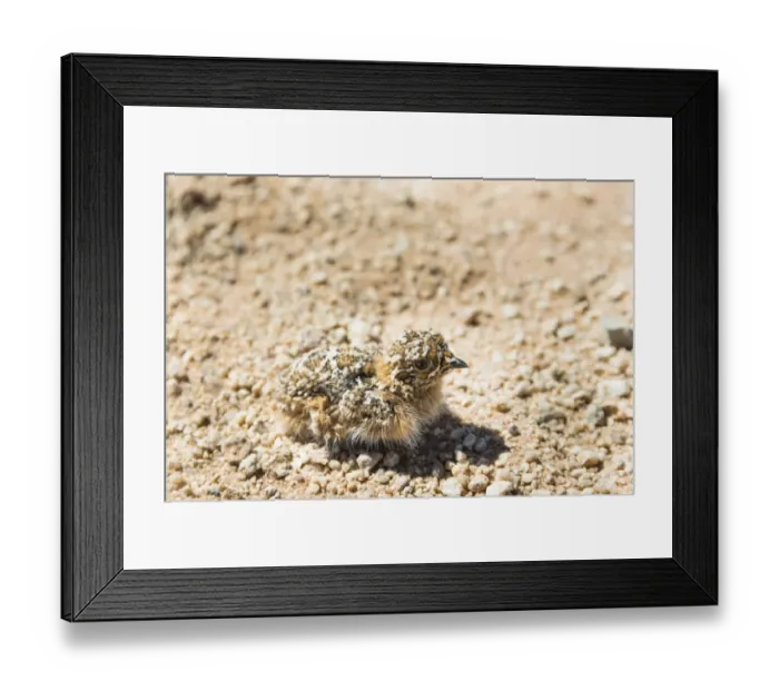 Framed Print : Quail -Coturnix coturnix- chick sitting on gravel road, Namibia Framed Print : Quail -Coturnix coturnix- chick sitting on gravel road, Namibia