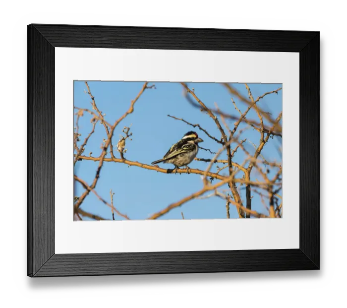 Framed Print : Acacia Pied Barbet -Tricholaema Leucomelas-, near Keetmanshoop, Namibia