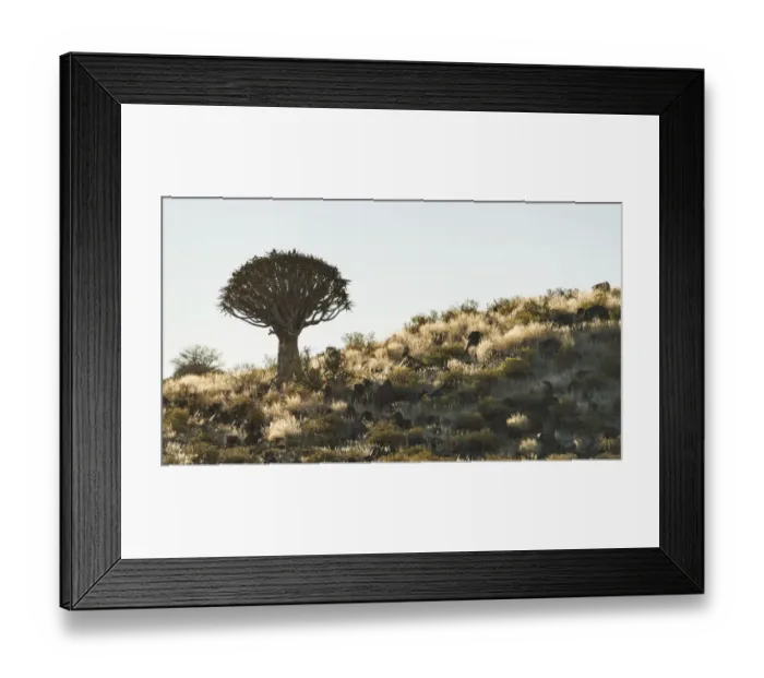 Framed Print : Quiver Tree or Kokerbaum -Aloe dichotoma-, near Keetmanshoop, Namibia