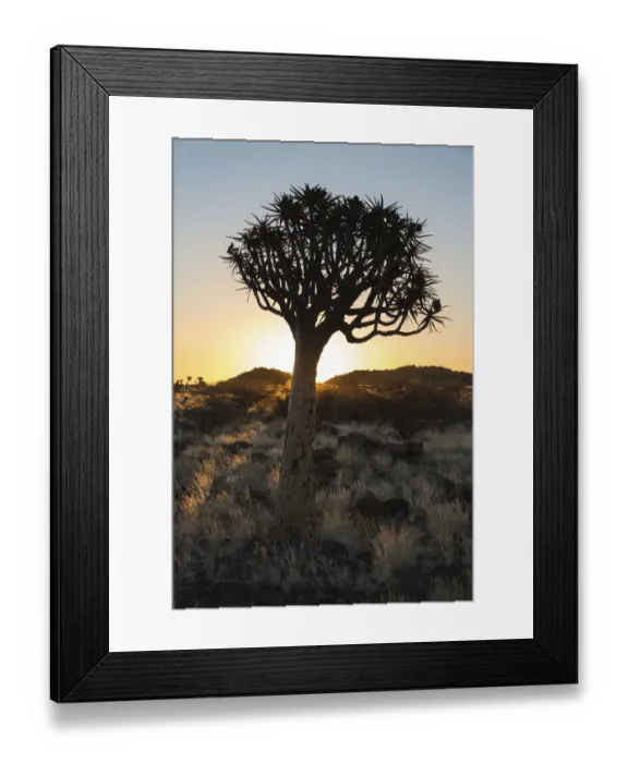 Framed Print : Quiver Tree or Kokerbaum -Aloe dichotoma-, near Keetmanshoop, Namibia