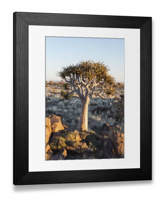 Framed Print : Quiver Tree or Kokerbaum -Aloe dichotoma-, near Keetmanshoop, Namibia Framed Print : Quiver Tree or Kokerbaum -Aloe dichotoma-, near Keetmanshoop, Namibia