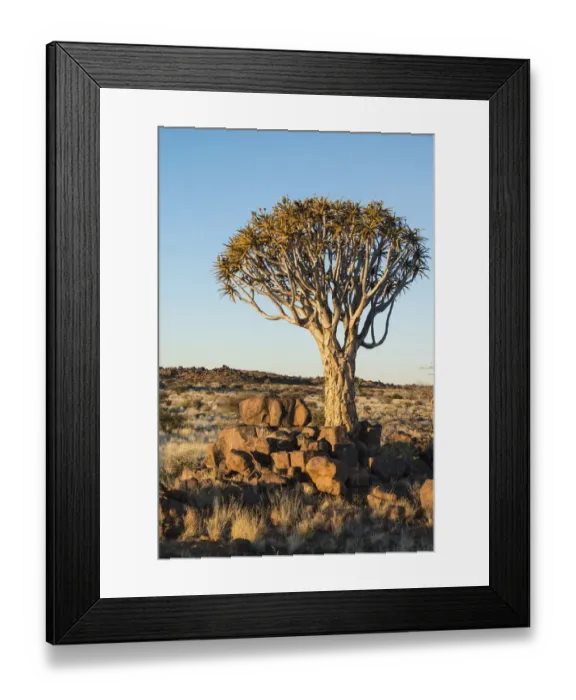Framed Print : Quiver Tree or Kokerbaum -Aloe dichotoma-, near Keetmanshoop, Namibia Framed Print : Quiver Tree or Kokerbaum -Aloe dichotoma-, near Keetmanshoop, Namibia