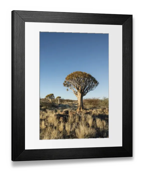 Framed Print : Quiver Tree or Kokerbaum -Aloe dichotoma-, near Keetmanshoop, Namibia Framed Print : Quiver Tree or Kokerbaum -Aloe dichotoma-, near Keetmanshoop, Namibia