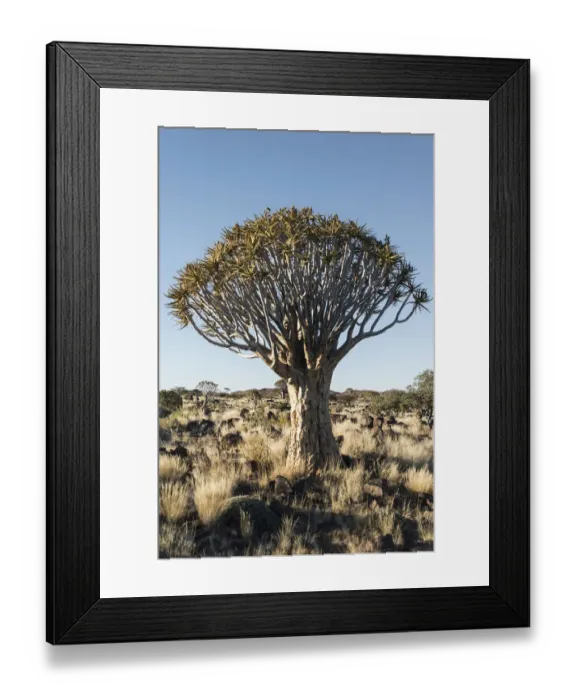 Framed Print : Quiver Tree or Kokerbaum -Aloe dichotoma-, near Keetmanshoop, Namibia Framed Print : Quiver Tree or Kokerbaum -Aloe dichotoma-, near Keetmanshoop, Namibia