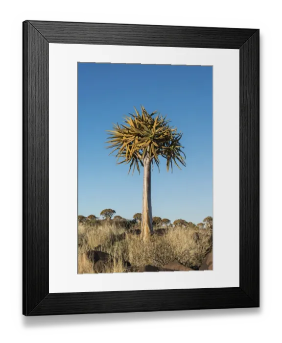 Framed Print : Quiver Tree or Kokerbaum -Aloe dichotoma-, near Keetmanshoop, Namibia Framed Print : Quiver Tree or Kokerbaum -Aloe dichotoma-, near Keetmanshoop, Namibia