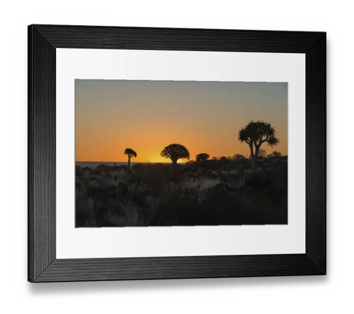 Framed Print : Quiver Trees or Kokerbaum -Aloe dichotoma-, at sunset, near Keetmanshoop, Namibia Framed Print : Quiver Trees or Kokerbaum -Aloe dichotoma-, at sunset, near Keetmanshoop, Namibia