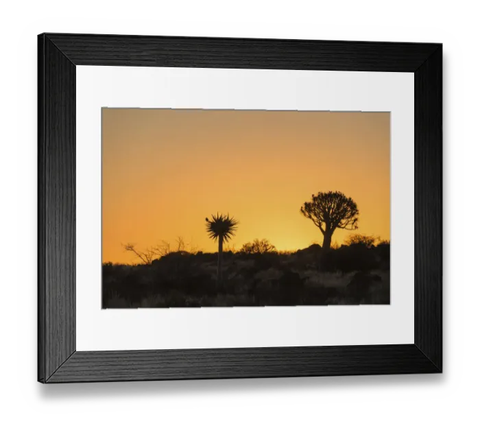 Framed Print : Quiver Trees or Kokerbaum -Aloe dichotoma-, at sunset, near Keetmanshoop, Namibia