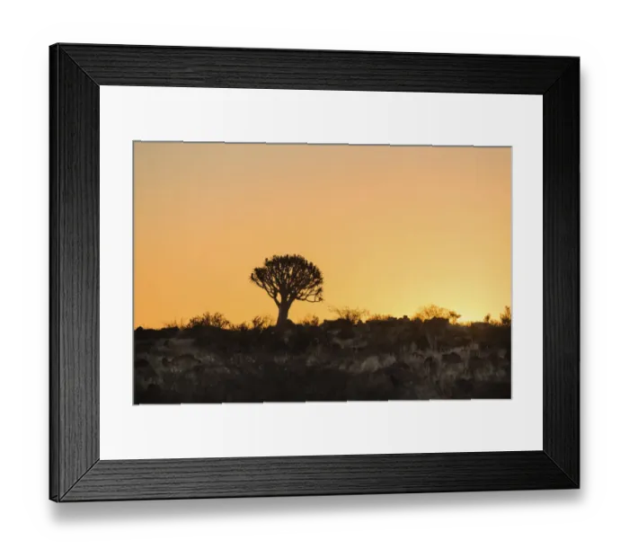 Framed Print : Quiver Tree or Kokerbaum -Aloe dichotoma-, at sunset, near Keetmanshoop, Namibia Framed Print : Quiver Tree or Kokerbaum -Aloe dichotoma-, at sunset, near Keetmanshoop, Namibia
