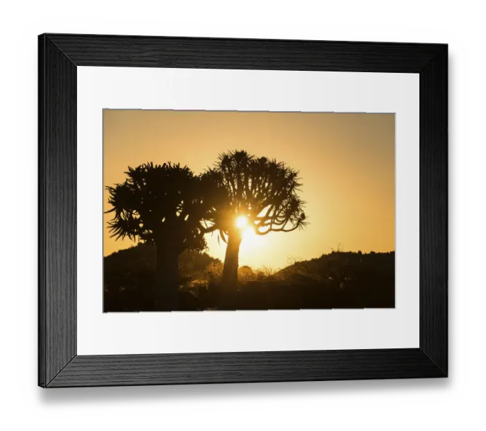 Framed Print : Quiver Trees or Kokerbaum -Aloe dichotoma-, at sunset, near Keetmanshoop, Namibia Framed Print : Quiver Trees or Kokerbaum -Aloe dichotoma-, at sunset, near Keetmanshoop, Namibia