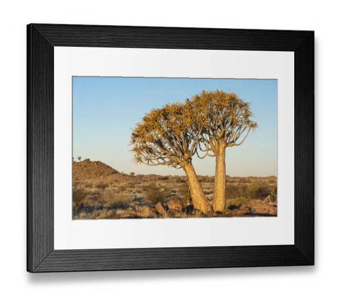 Framed Print : Quiver Tree or Kokerbaum -Aloe dichotoma-, near Keetmanshoop, Namibia Framed Print : Quiver Tree or Kokerbaum -Aloe dichotoma-, near Keetmanshoop, Namibia