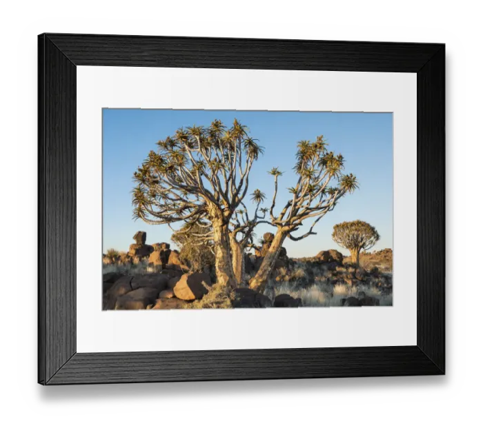 Framed Print : Quiver Trees or Kokerbaum -Aloe dichotoma-, near Keetmanshoop, Namibia Framed Print : Quiver Trees or Kokerbaum -Aloe dichotoma-, near Keetmanshoop, Namibia