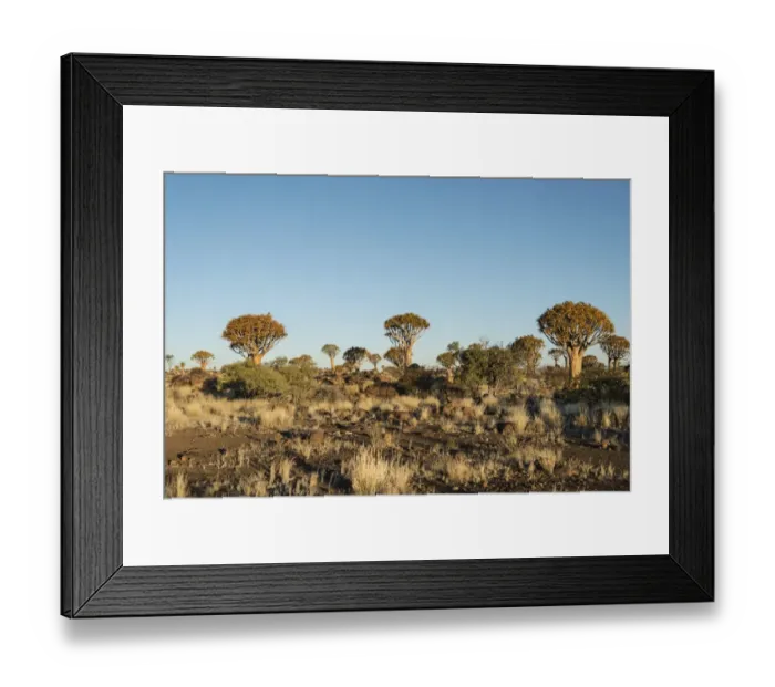 Framed Print : Quiver Trees or Kokerbaum -Aloe dichotoma-, near Keetmanshoop, Namibia Framed Print : Quiver Trees or Kokerbaum -Aloe dichotoma-, near Keetmanshoop, Namibia