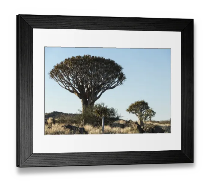 Framed Print : Quiver Trees or Kokerbaum -Aloe dichotoma-, near Keetmanshoop, Namibia
