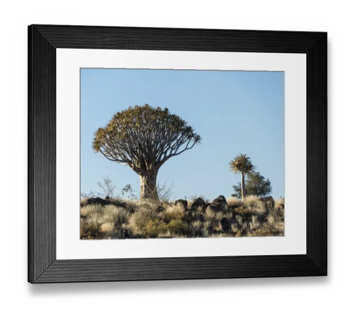 Framed Print : Quiver Trees or Kokerbaum -Aloe dichotoma-, near Keetmanshoop, Namibia Framed Print : Quiver Trees or Kokerbaum -Aloe dichotoma-, near Keetmanshoop, Namibia