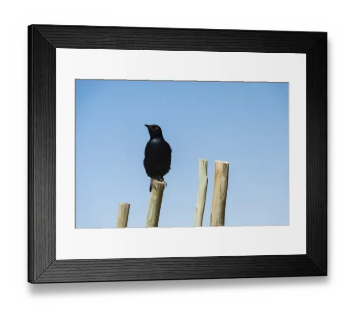 Framed Print : Pale-winged Starling -Onychognathos nabouroup- perched on pole, Fishriver Canyon, Namibia Framed Print : Pale-winged Starling -Onychognathos nabouroup- perched on pole, Fishriver Canyon, Namibia