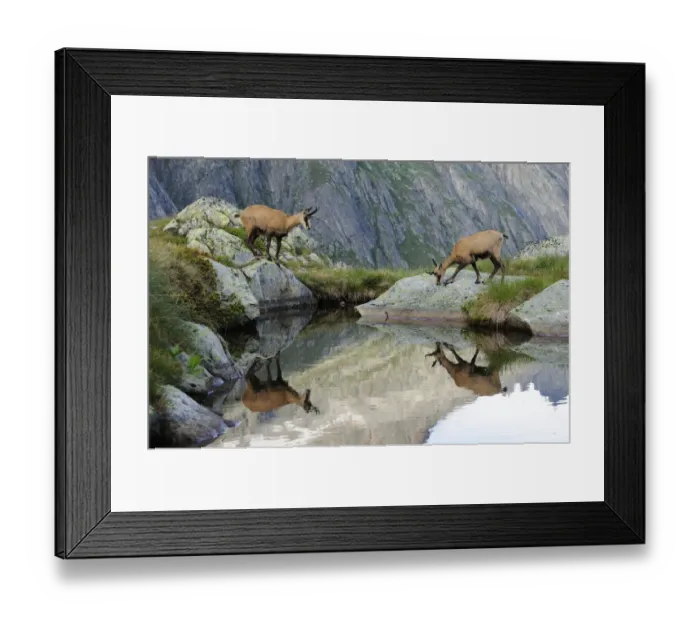 Framed Print : Two Chamois -Rupicapra Rupicapra- reflected in a small lake, Canton of Valais, Switzerland Framed Print : Two Chamois -Rupicapra Rupicapra- reflected in a small lake, Canton of Valais, Switzerland