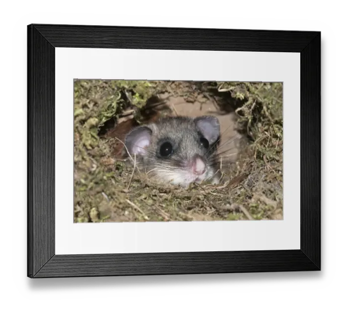 Framed Print : Dormouse -Glis glis-, looking out from like the nest of a dipper, Untergroeningen, Baden-Wuerttemberg, Germany, Europe Framed Print : Dormouse -Glis glis-, looking out from like the nest of a dipper, Untergroeningen, Baden-Wuerttemberg, Germany, Europe