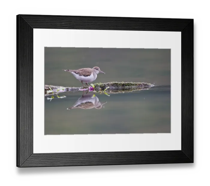 Framed Print : Common Sandpiper -Actitis hypoleucos- foraging on a floating tree trunk, North Hesse, Hesse, Germany Framed Print : Common Sandpiper -Actitis hypoleucos- foraging on a floating tree trunk, North Hesse, Hesse, Germany