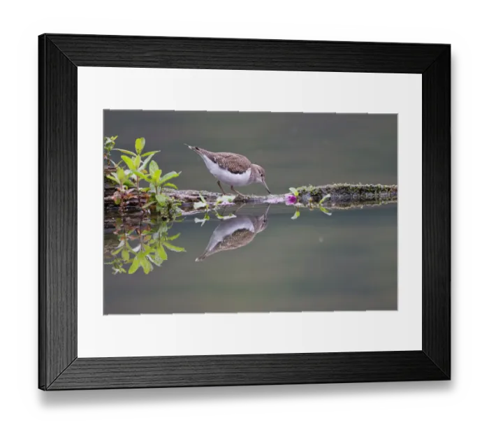 Framed Print : Common Sandpiper -Actitis hypoleucos- foraging on a floating tree trunk, North Hesse, Hesse, Germany Framed Print : Common Sandpiper -Actitis hypoleucos- foraging on a floating tree trunk, North Hesse, Hesse, Germany