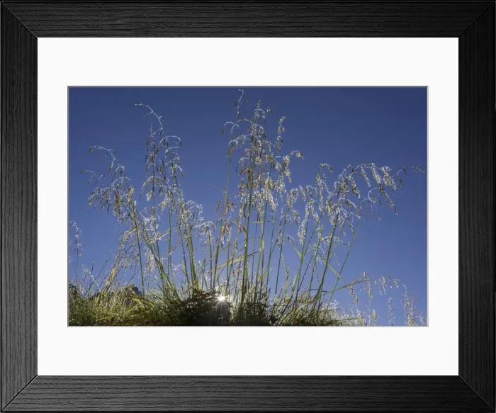 Framed Print : Grass covered with morning dew, backlit, ?Troms, Norway