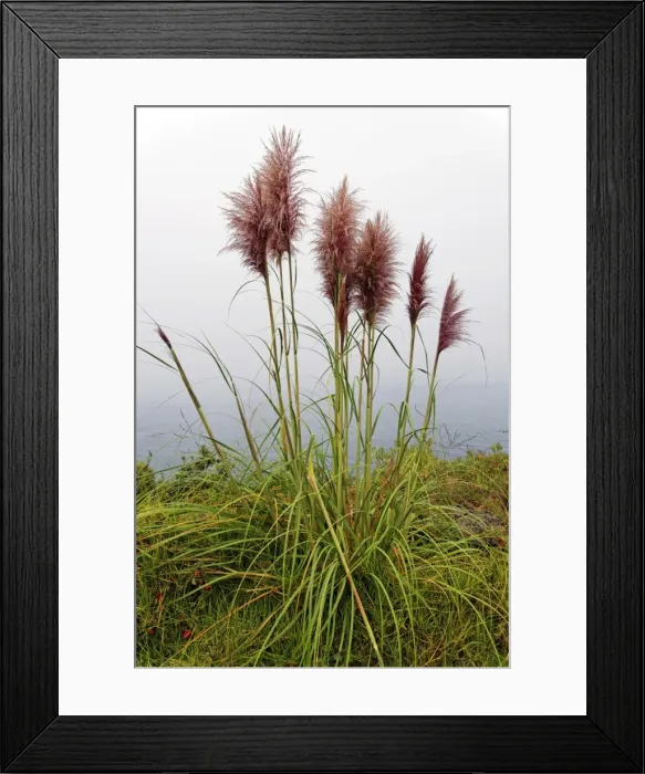 Framed Print : Bamboo grass -Pogonatherum paniceum- on the Pacific Coast, California, United States Framed Print : Bamboo grass -Pogonatherum paniceum- on the Pacific Coast, California, United States