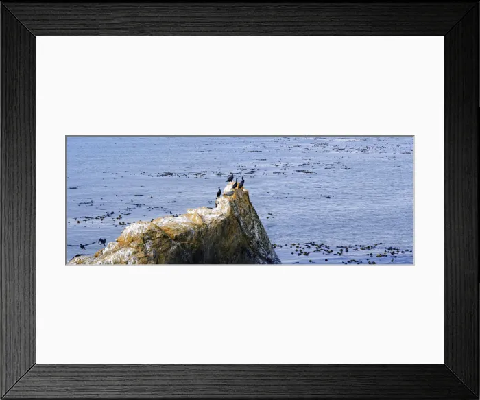 Framed Print : Cormorants -Phalacrocorax- on a rock on the Pacific coast at Piedras Blancas, California, United States Framed Print : Cormorants -Phalacrocorax- on a rock on the Pacific coast at Piedras Blancas, California, United States